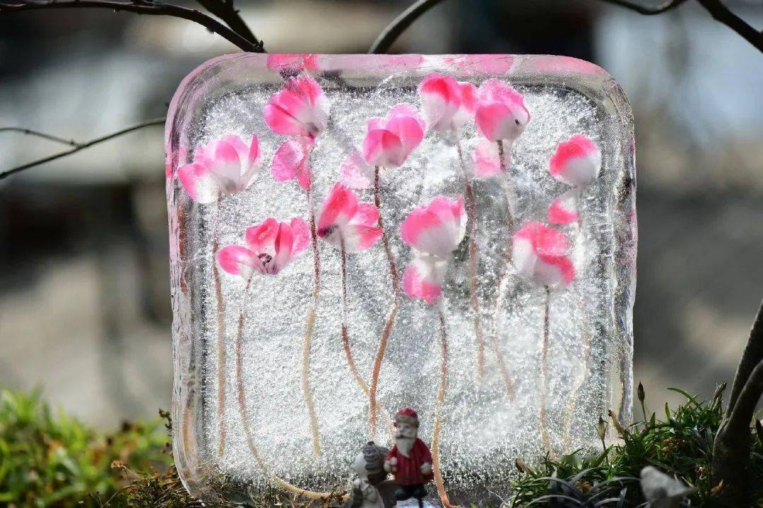 仙客来冻花 图片自玛格丽特-颜图片自小红书app花友@小夏的花园不仅