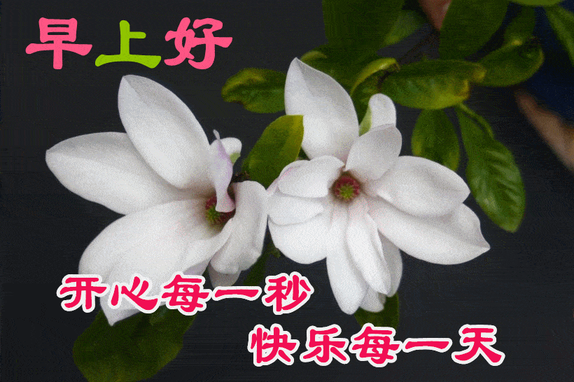 1月13日最漂亮早上好动态表情图片大全,早晨好动图美图大全