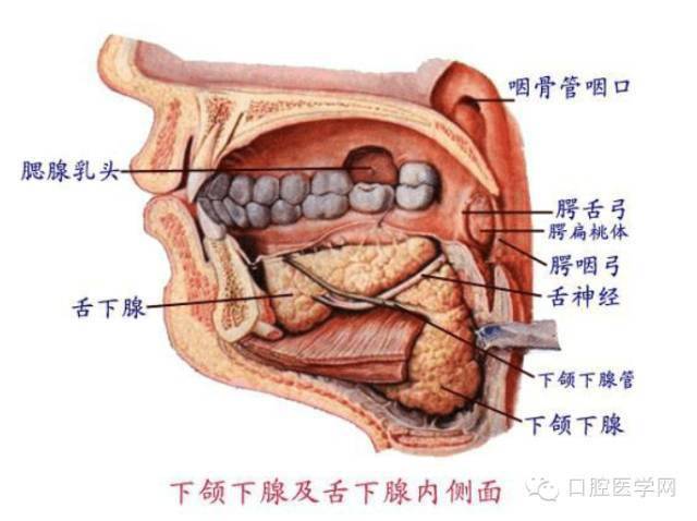 牙医收藏,口腔解剖图!