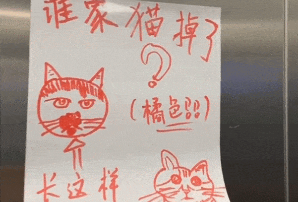 電梯里有張尋貓啟事，畫得跟鬧著玩似的，隨後卻忍不住想點贊了 萌趣萌寵 第1张