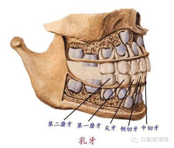 牙医收藏,口腔解剖图!