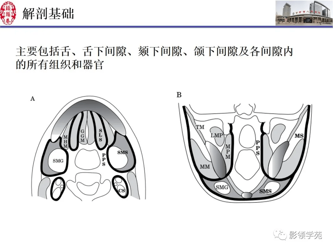 舌口底影像解剖及常见疾病诊断