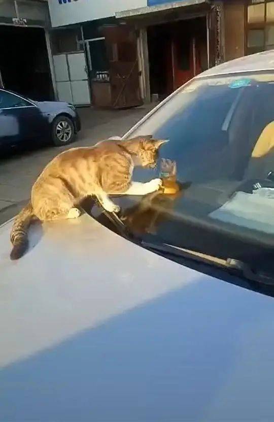 看見一隻橘貓趴在車上，剛想去趕走它，走近後卻默默拿出手機…… 萌趣萌寵 第2张