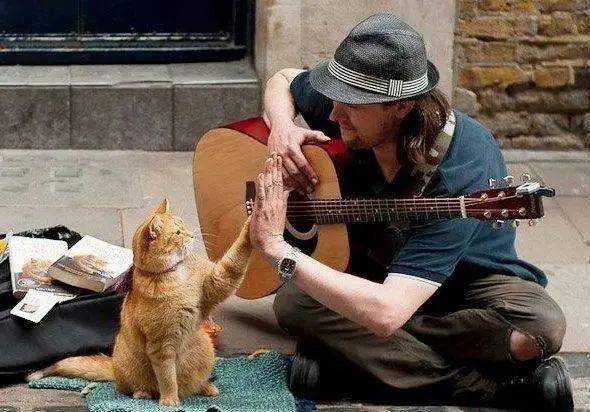 适合家里养的小宠物猫 08edbfc6304f4e38a4cdfc5eb78c9c7e.jpeg