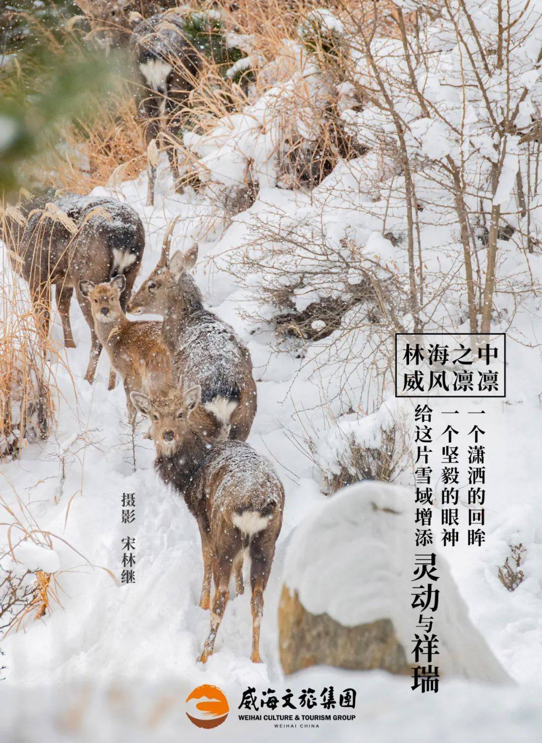 寻觅那灵动跳跃的身影让我们在银装素裹的山海间冰雪为墨,福"鹿"送瑞