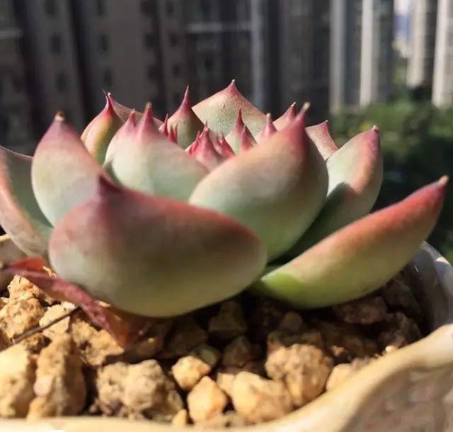 多肉小花架阳台摆放 4e035367684c429ca662711c4e136bc9.jpeg