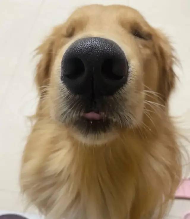 千万别用广角给狗子拍照否则会笑到肚子疼哒