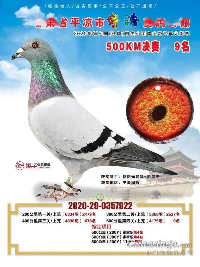 〖甘肃赛事直播鸽网甘肃鸽网赛事直播科汇〗