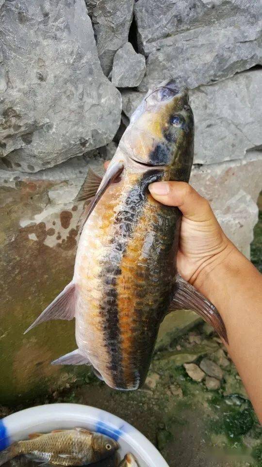 花生饵钓到的怪鱼,求老司机鉴定!