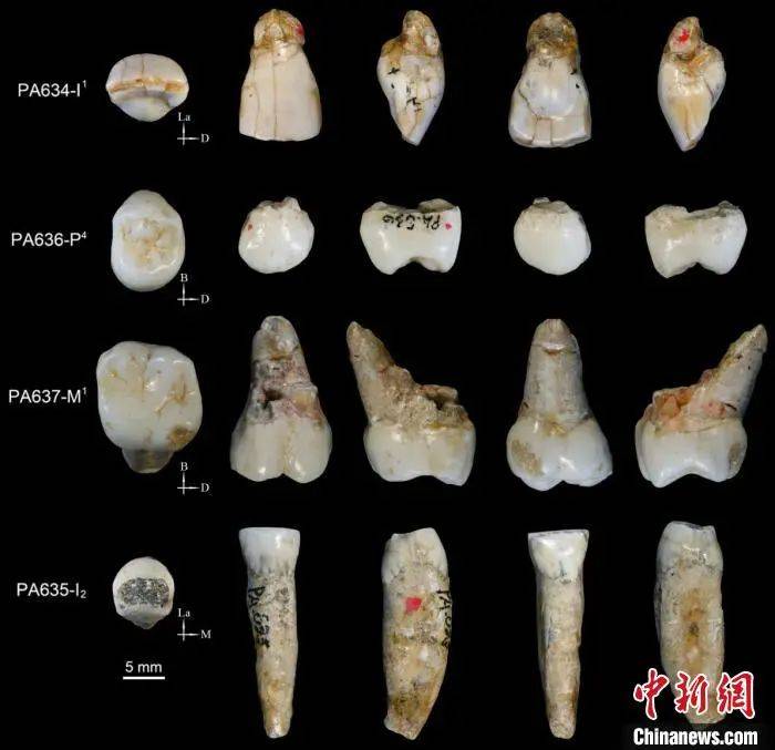 学术研究 近百万年的四颗牙齿 中国学者发现直立人演化中间状态