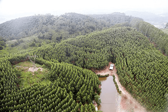 广西南宁速生桉种植   图片来源:南国早报