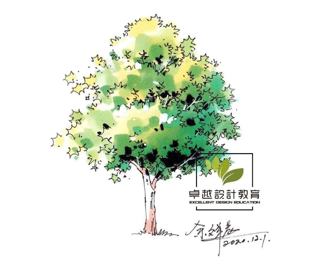 长沙校区校长 90后设计手绘达人  拥有8年教育从业资历 ▼常绿乔木 ▼