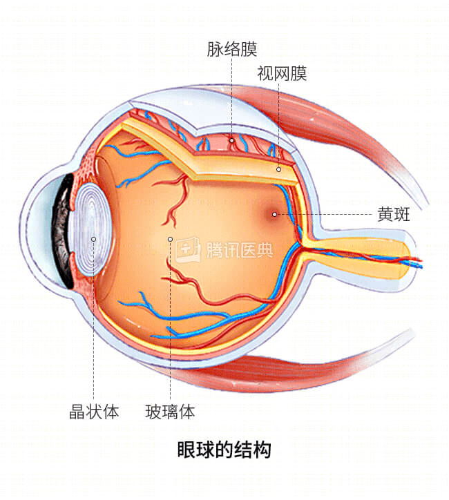 正常情况下,光线通过眼球的角膜,晶体,玻璃体等结构,最后在视网膜上