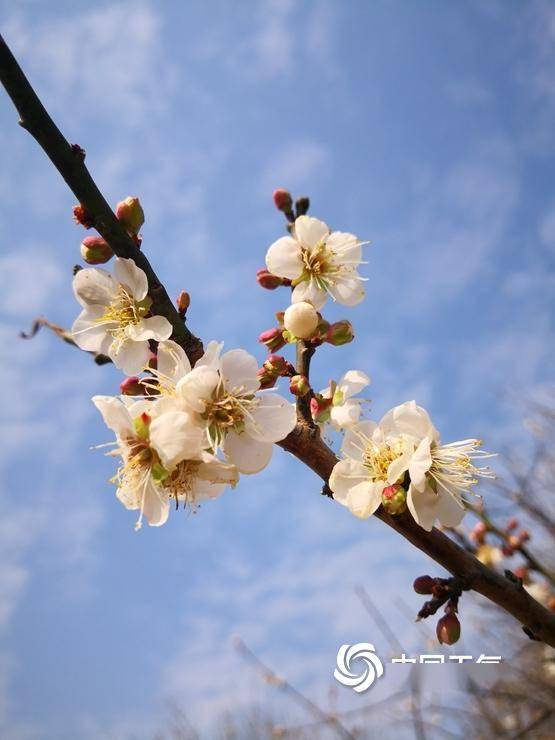 6℃,在香雪公园,满树繁花胜雪.(图/杜春玲)