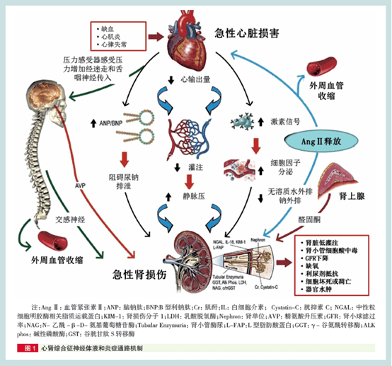 心衰的病理生理学