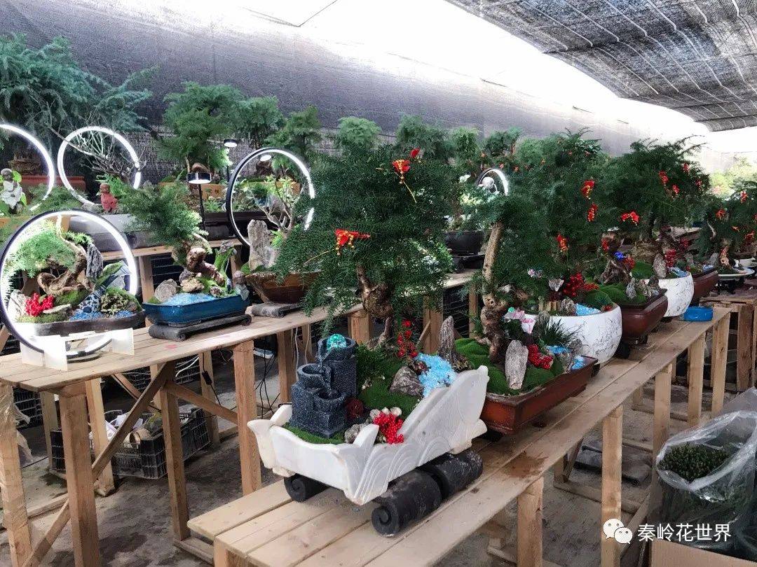 秦岭花世界此刻花开正好!