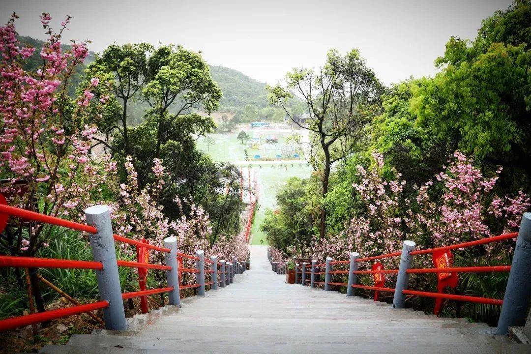 温泉,花海,期待在樱花烂漫时节,遇见你!_观音山