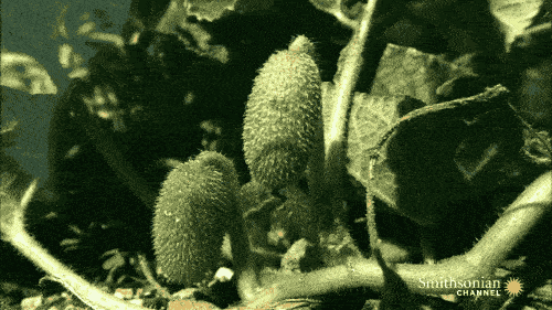 比如喷瓜,属于葫芦科的植物,通常结一个带毛刺的小"瓜".