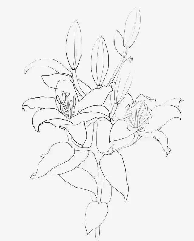 线稿参考彩铅花卉教程 | 教你画一 朵百合花,彩铅花卉画详细教程图解