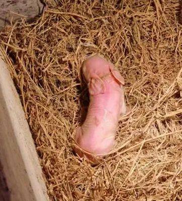 刚刚出生的小猪,你见过没?