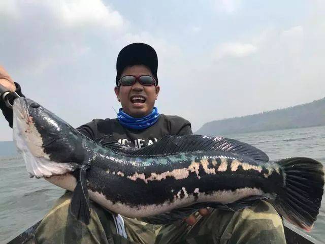 蛇头鱼又在北美泛滥成灾了,中国钓鱼人肩负着拯救美国的重任