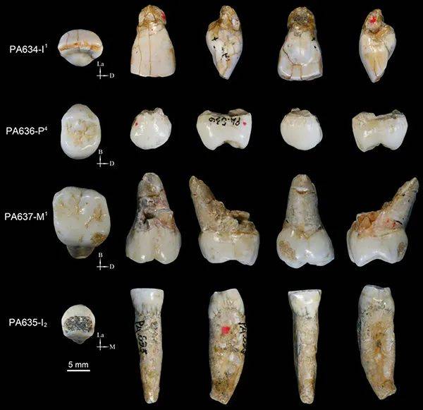 科研人员发现处于早期人属与东亚典型直立人中间状态的化石特征