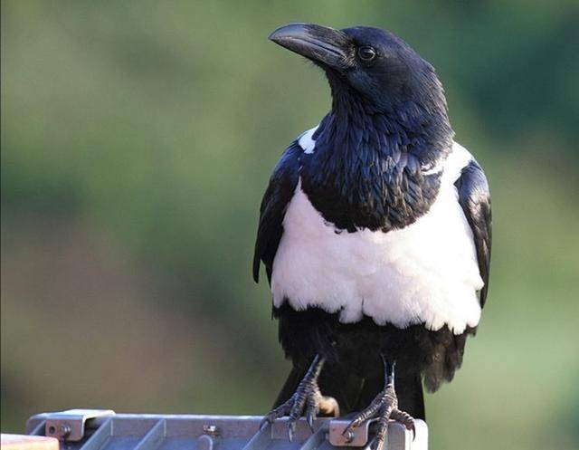 河北多地近期出现的大群"黑鸟",实为一种长有白羽毛的