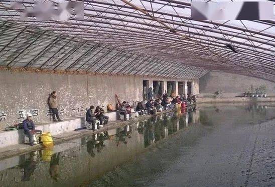 黑坑钓场老板到底隐瞒了什么秘密?钓友:难怪上鱼这么难