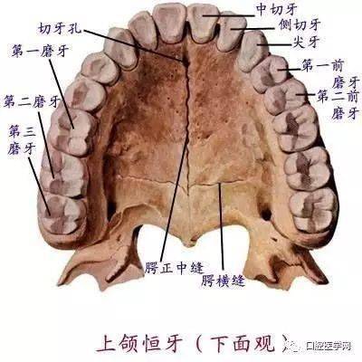 上颌中切牙上切唇长大于宽,近切角直别左右,唇切三分发育沟,舌窝周是