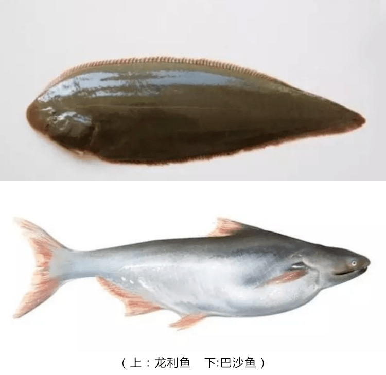 「龙利鱼和巴沙鱼」我经常去大型超市买肉食时,都会看到这2种鱼.