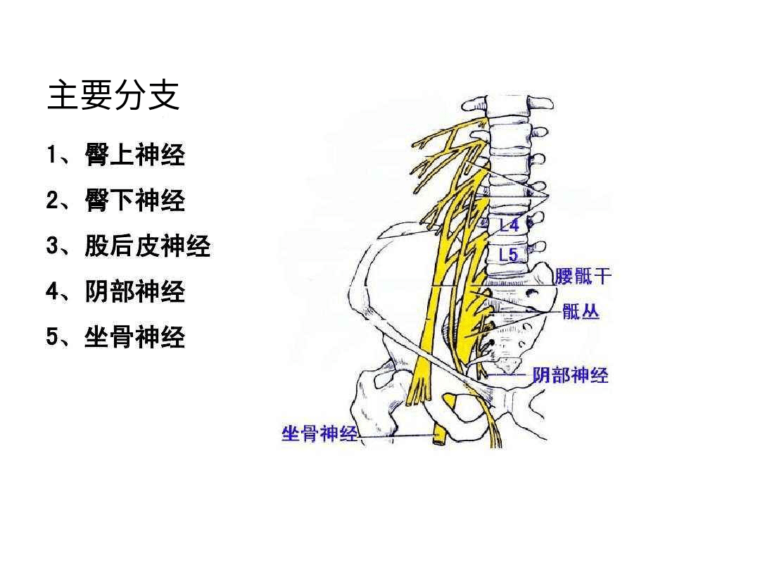 徐医附院麻醉科 | 超声引导下骶丛神经阻滞