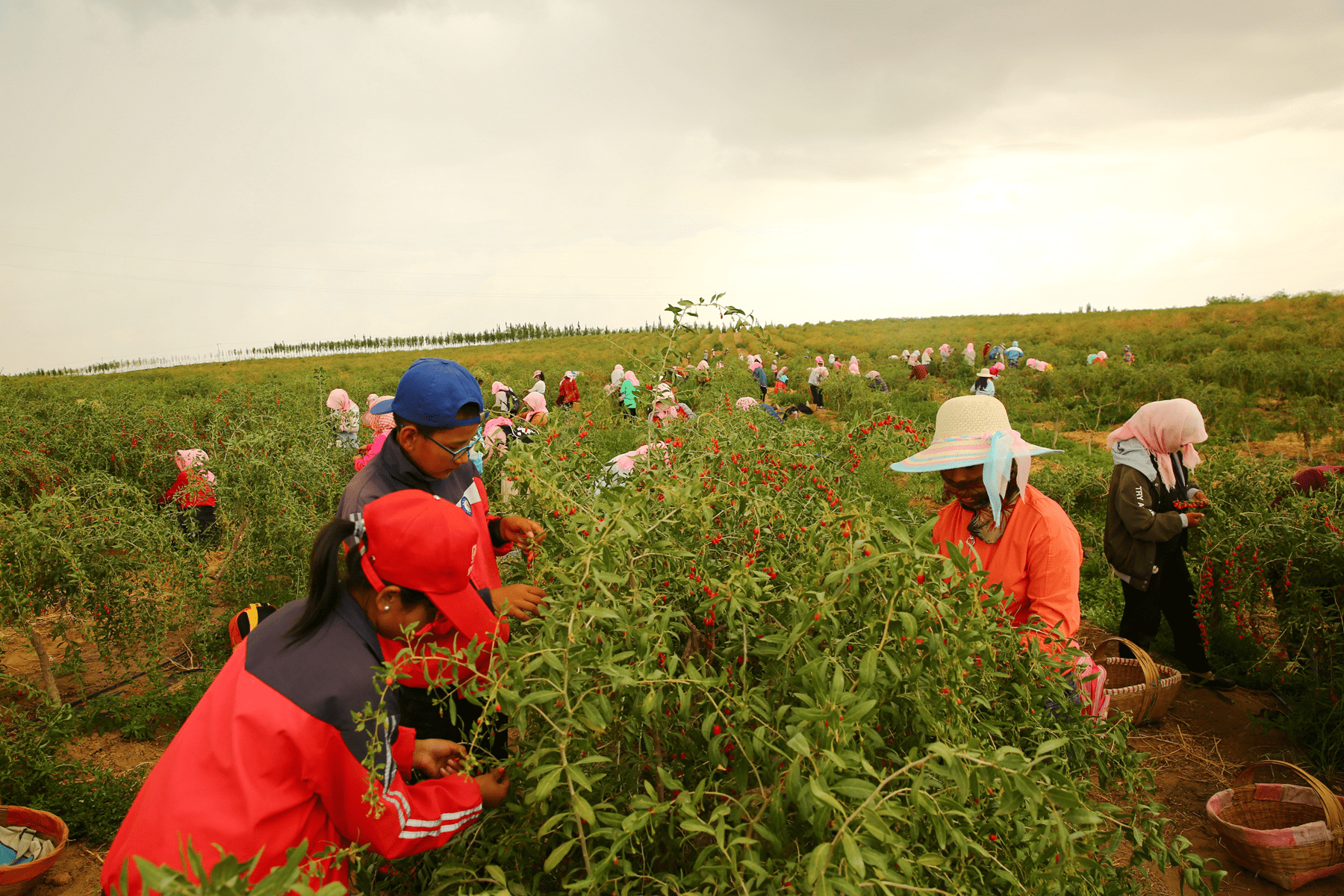 采摘时节,百瑞源红寺堡有机枸杞种植基地里一派忙碌景象.