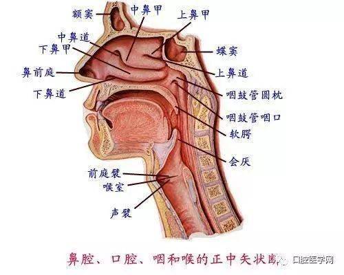 几张超清口腔解剖图附加牙齿记忆口诀