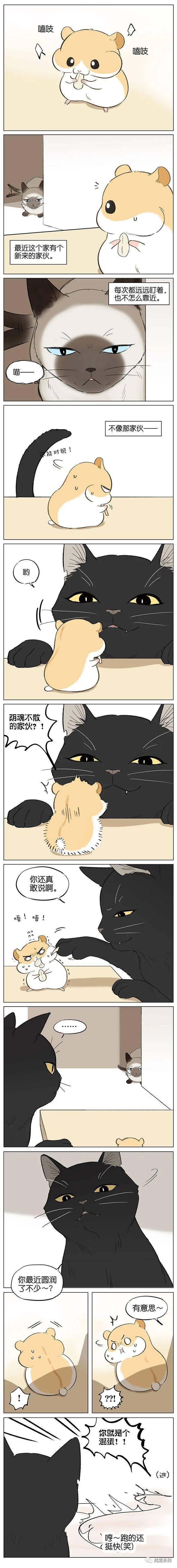 仓鼠和猫 没让你摔着,感动嘛?_吉川流