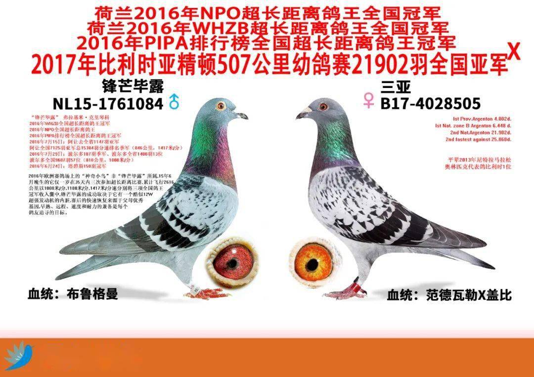 荷兰2016年npo超长距离鸽王冠军 荷兰2016年whzb超长距离鸽王全国