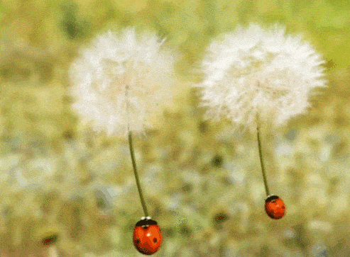 一定要给孩子看!10 部高分纪录片,比动画片更吸引娃(内含资源)