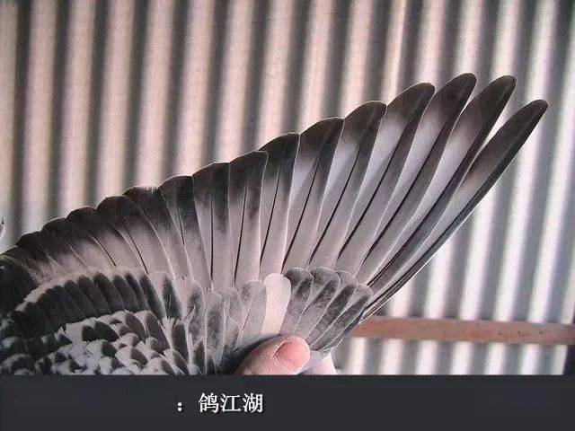 宽,长,齐,圆——超远程赛鸽的羽条特征