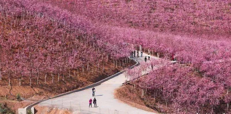 宜良樱花谷樱花惊艳冬日