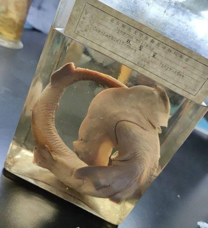 图为生物解剖课上的动物标本