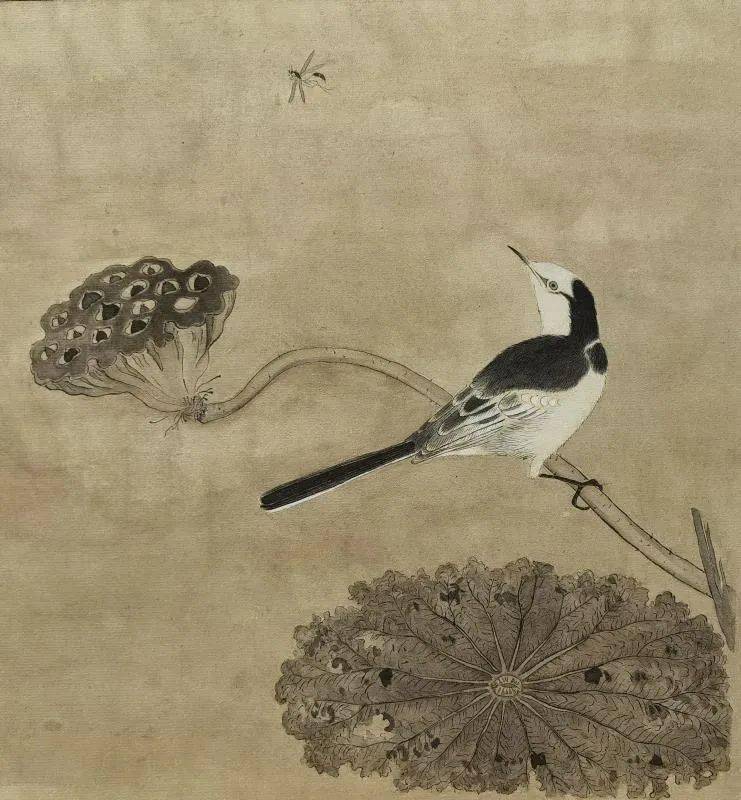 张嘉妮(临摹作品)《疏荷沙鸟图》( 25cm×25.6cm)