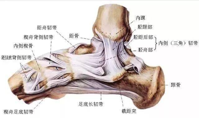 传统武术力量训练:筋骨力的奥秘_韧带