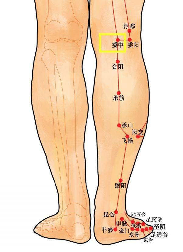 【定位】 腘横纹中点,当股二头肌肌腱与半腱肌肌腱中间.