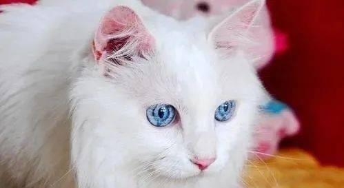 猫咪红眼的病因,症状及治疗方案_眼睛