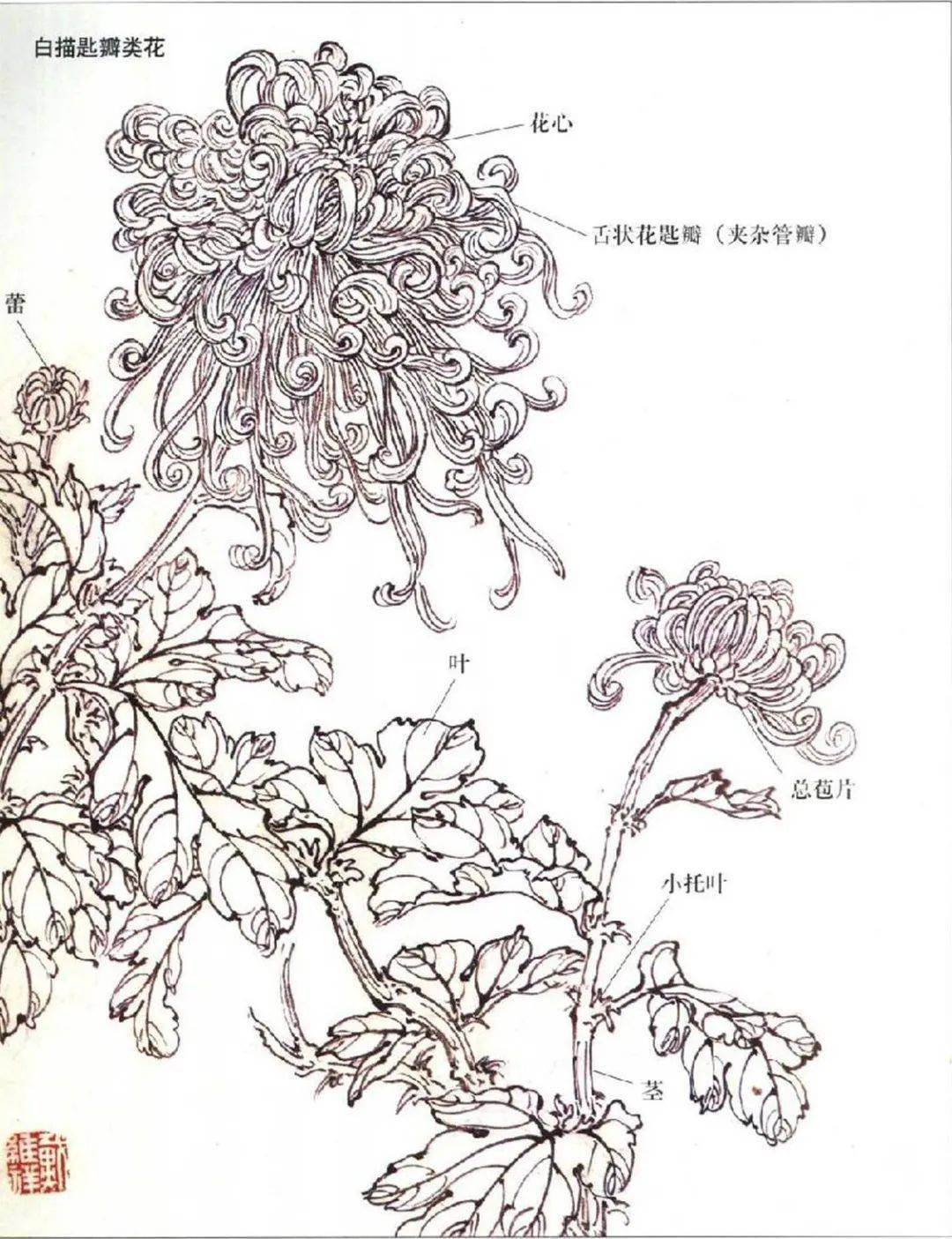 【国画教程】菊花,大雨花的画法解析