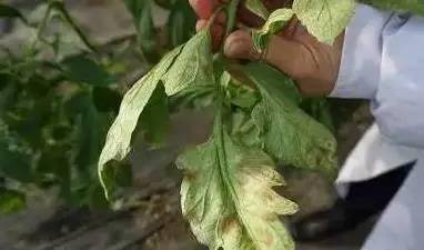 番茄的叶,茎,花,果实都能染病,但是常见的是发生在叶片上,初期在植株