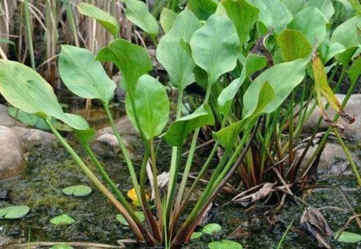 农村一种野草,是罕见的水生中草药,现可以治肾炎水肿一斤20元