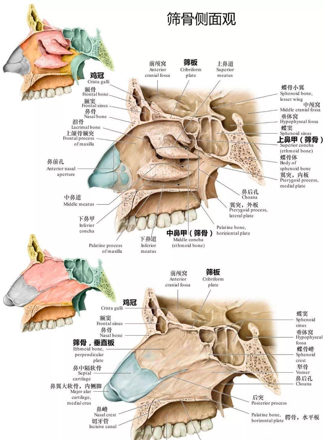 筛骨:额骨(frontal bone:主要脑颅骨分别展示:颅底肌肉附着点:颅底