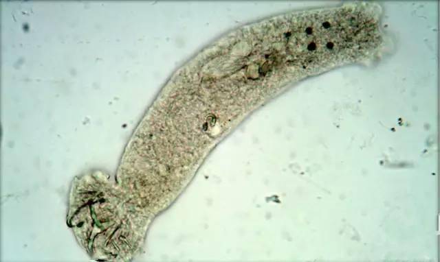 独家最全最高清的寄生虫图谱车轮虫小瓜虫指环虫速速收藏