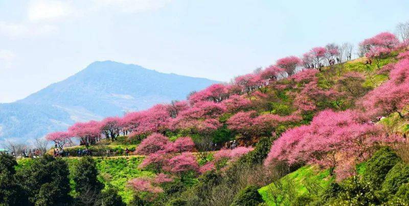 宁波大市2月1315日送你一朵小梅花网红新建村梅花山看遍十里梅花谷