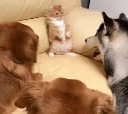最近一位网友爆料了家里的四中萌宠,三狗一猫.